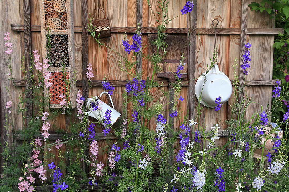 Delphinium in front of the wooden wall of the garden house