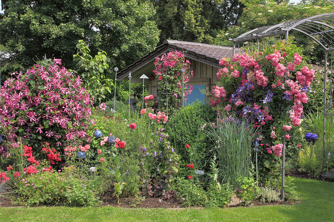 Garden shed protected behind bed with clematis and roses