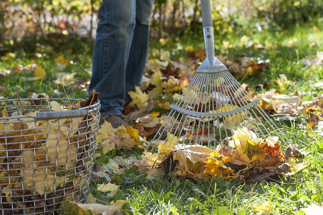 Woman raking leaves