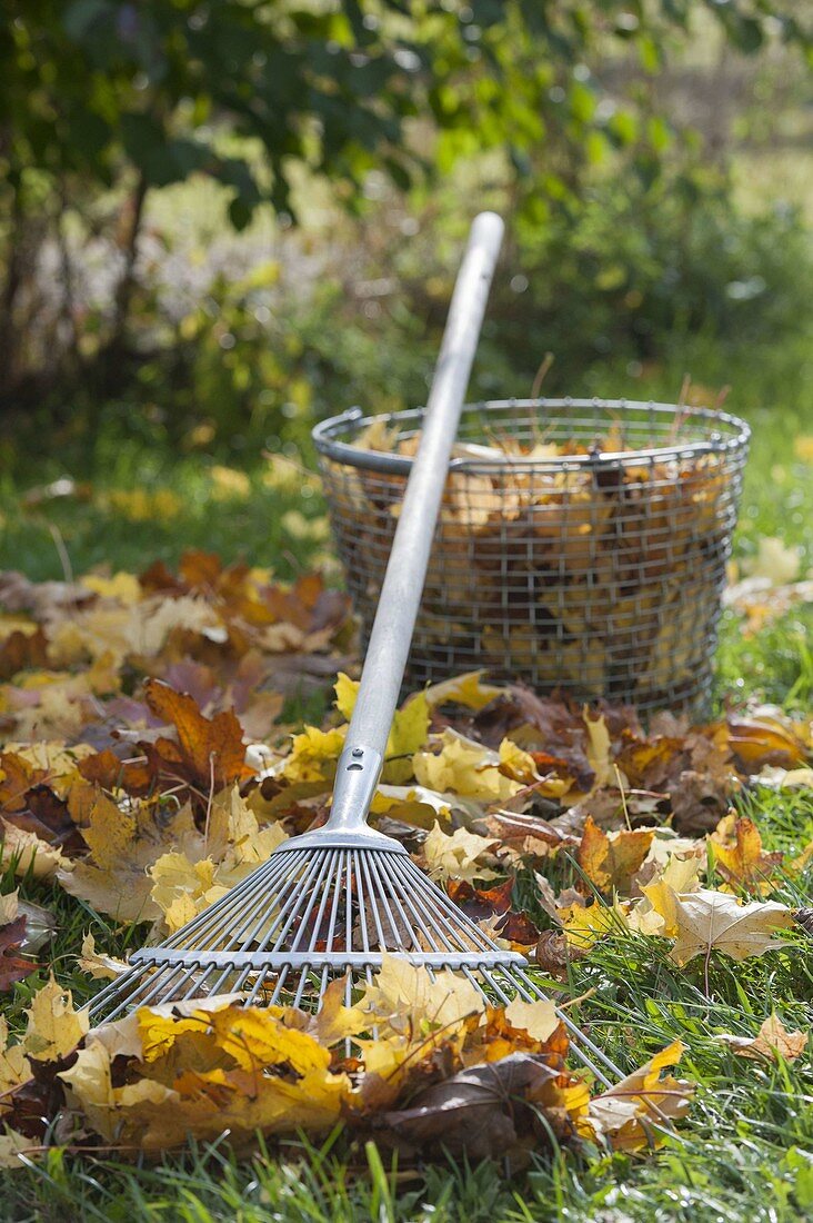 Woman raking leaves