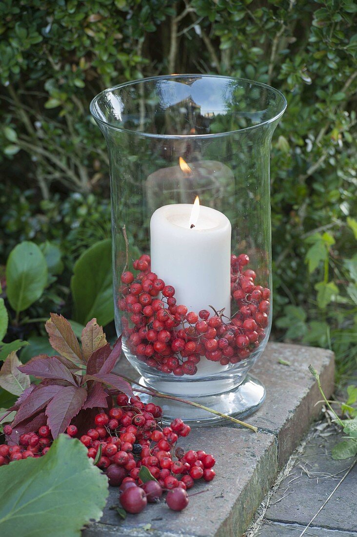 Windlicht mit weisser Kerze und roten Beeren von Sorbus (Eberesche)