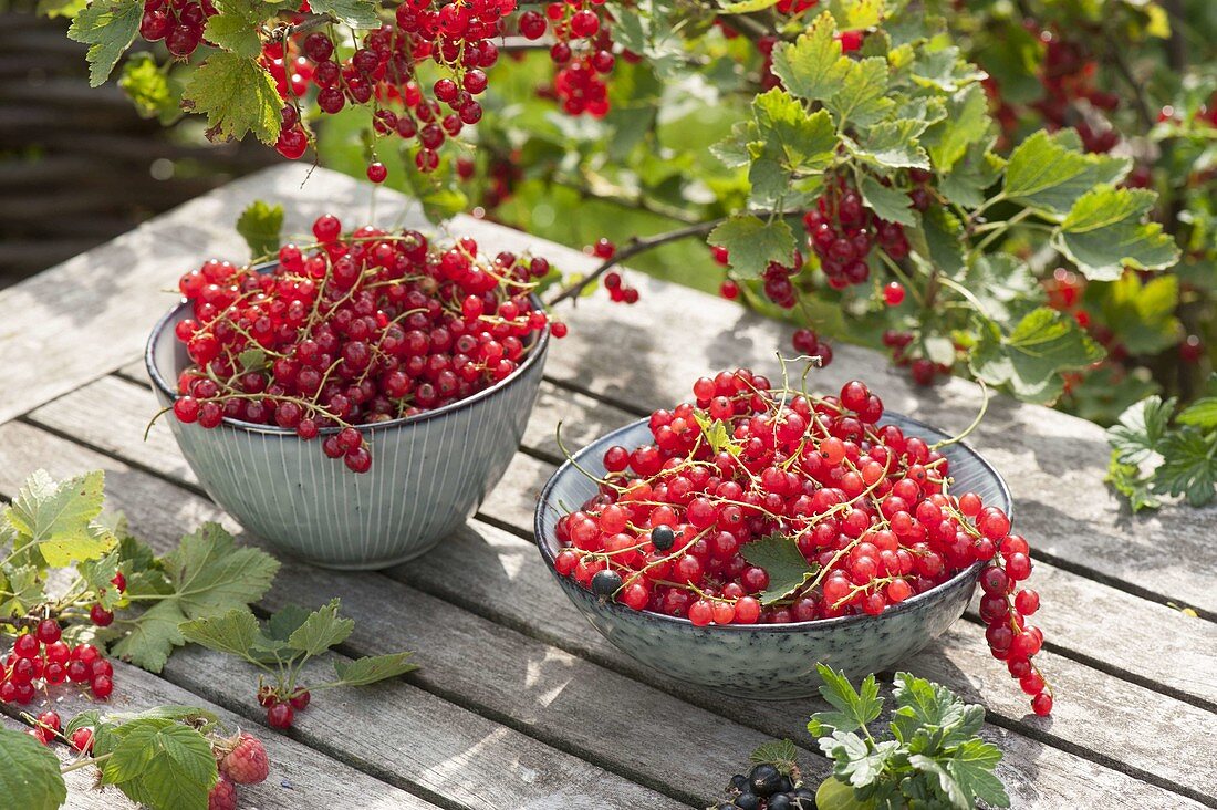 Frisch gepflueckte rote Johannisbeeren (Ribes rubrum) in kleinen Schalen