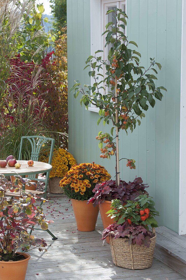 Herbstliche Terrasse mit Chrysanthemum 'Liga' (Herbstchrysanthemen), Malus