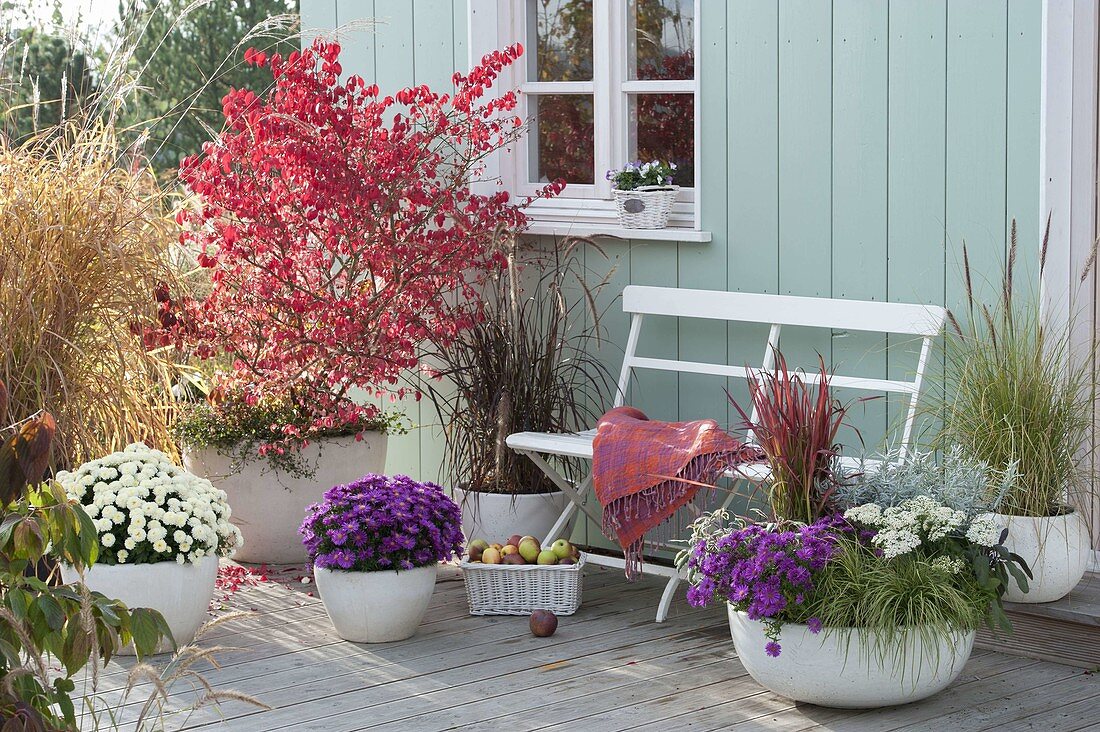 Autumnal Terrace with Aster 'Puple Diamond' (white wood aster)