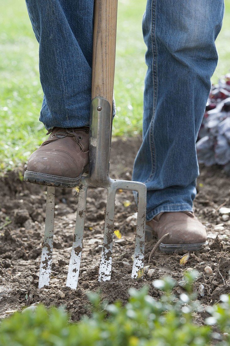 Digging the soil with a digging fork, loosening the soil