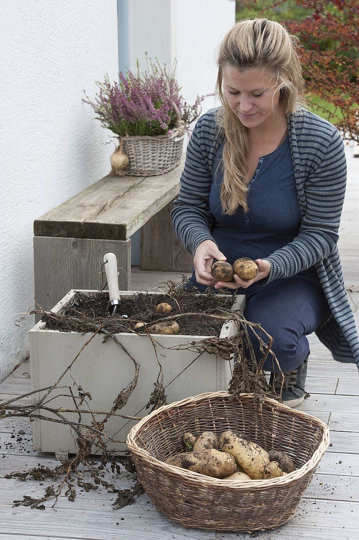 Potato crate on the terrace