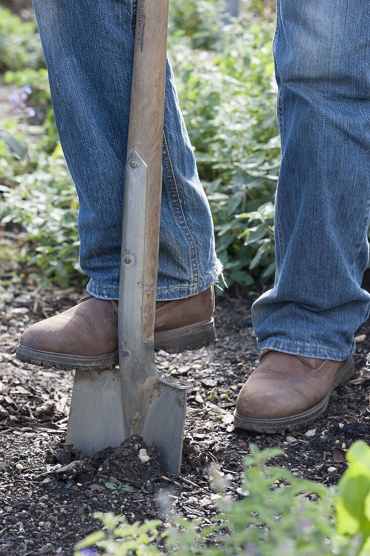 Digging the soil with a spade