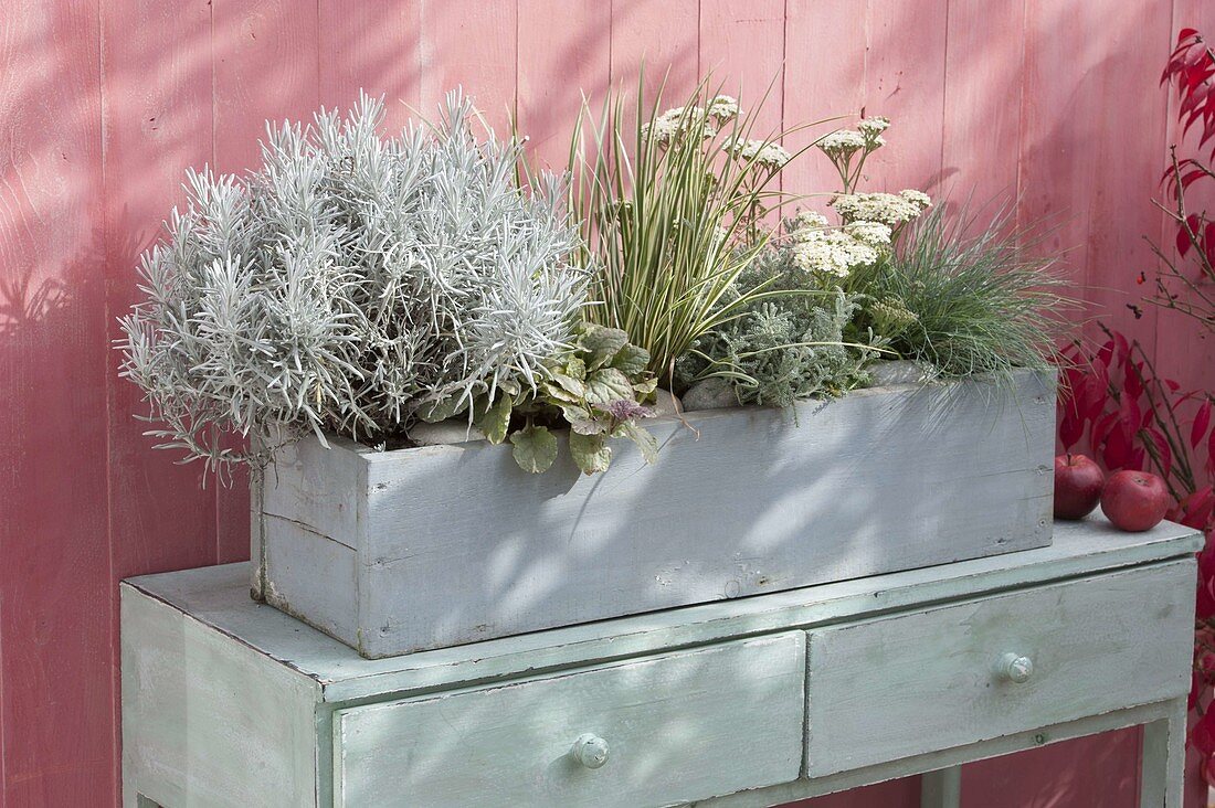 Grey wooden box planted with Helichrysum (Curryweed), Festuca cinerea