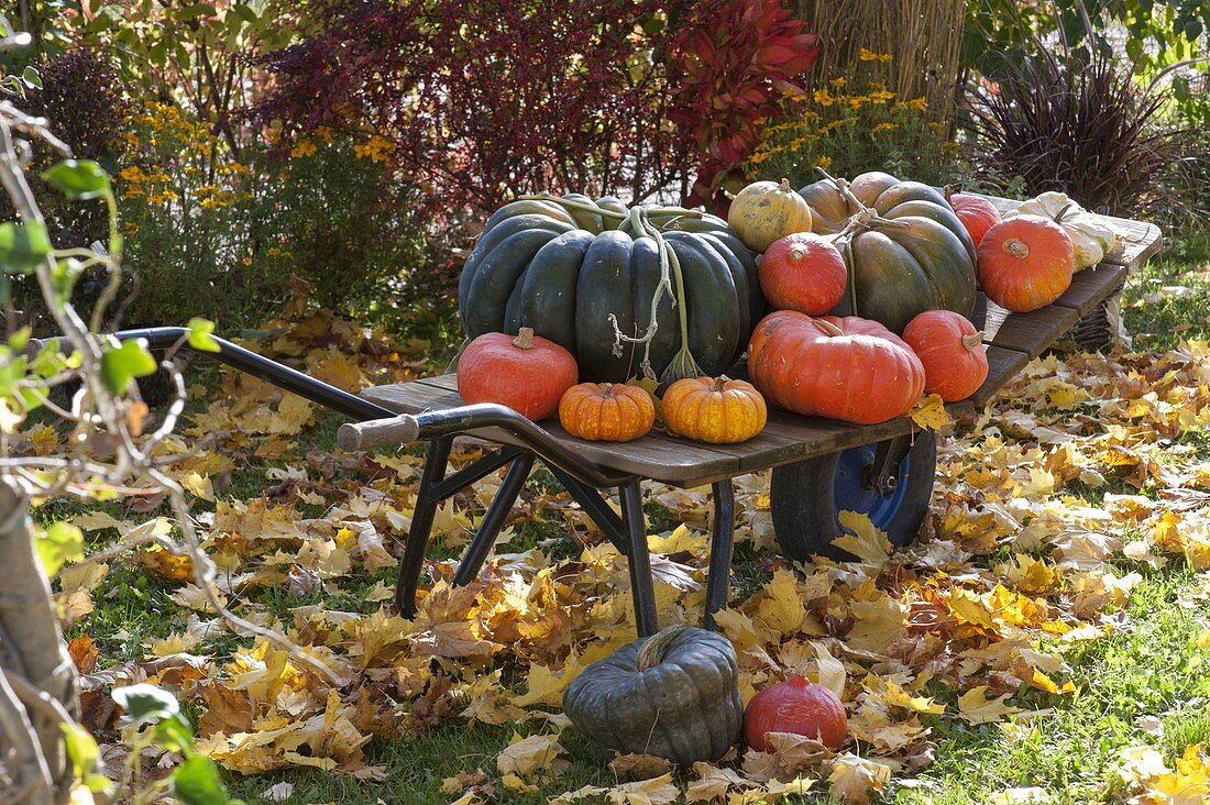 Swiss cart with freshly harvested pumpkins (Cucurbita)