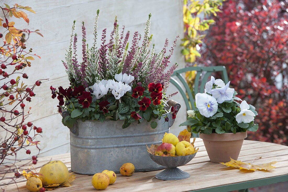 Zinc jardiniere with Calluna Twin-Girls (budding broom heather)