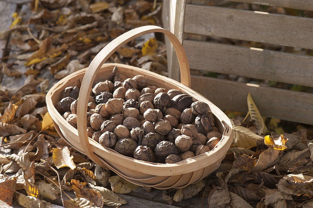 Basket with freshly collected walnuts (Juglans regia)