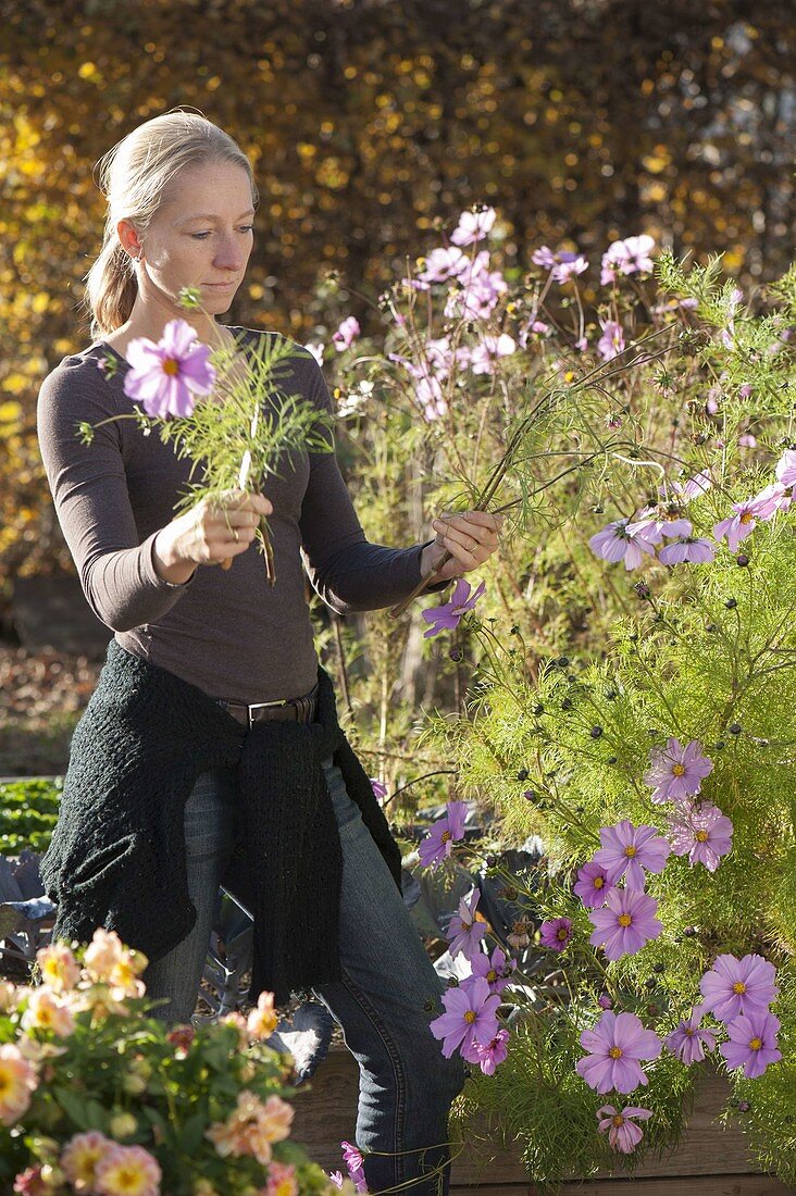 Frau pflückt im Herbst die letzten Blüten von Cosmos (Schmuckkörbchen)