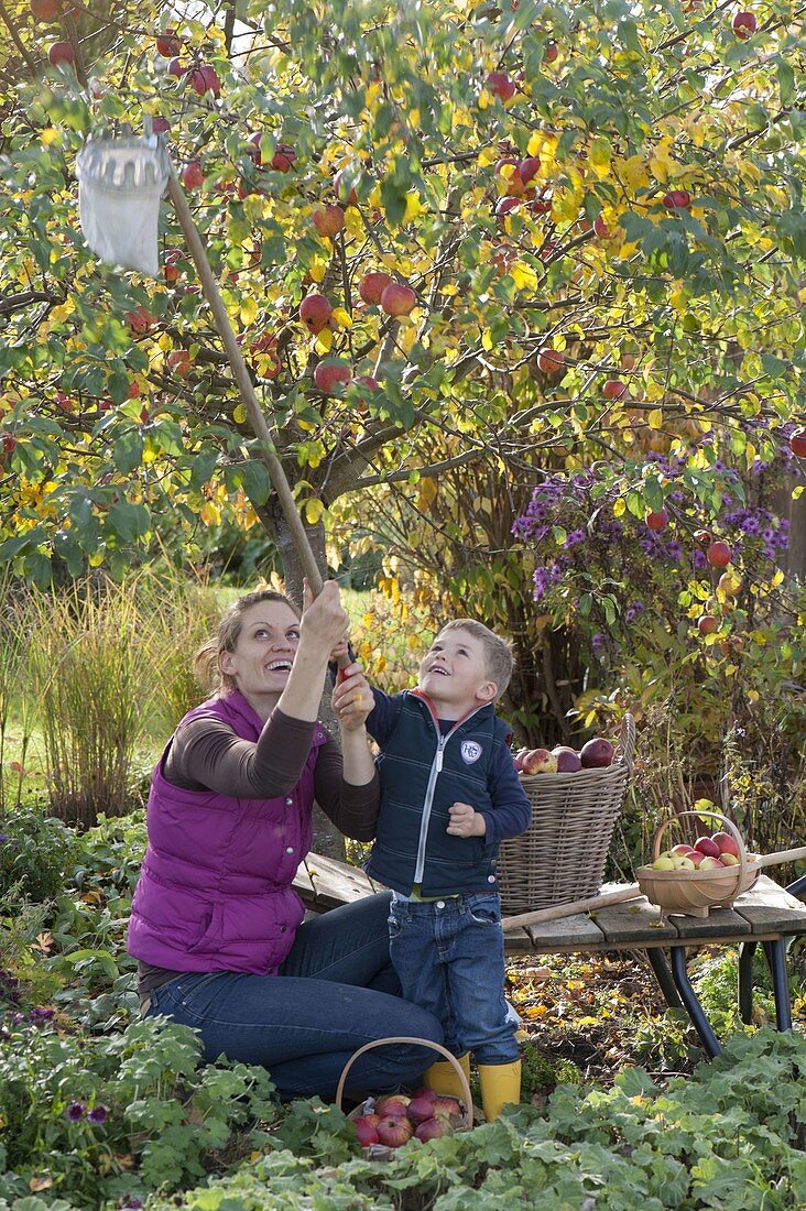 Woman with children harvesting apples