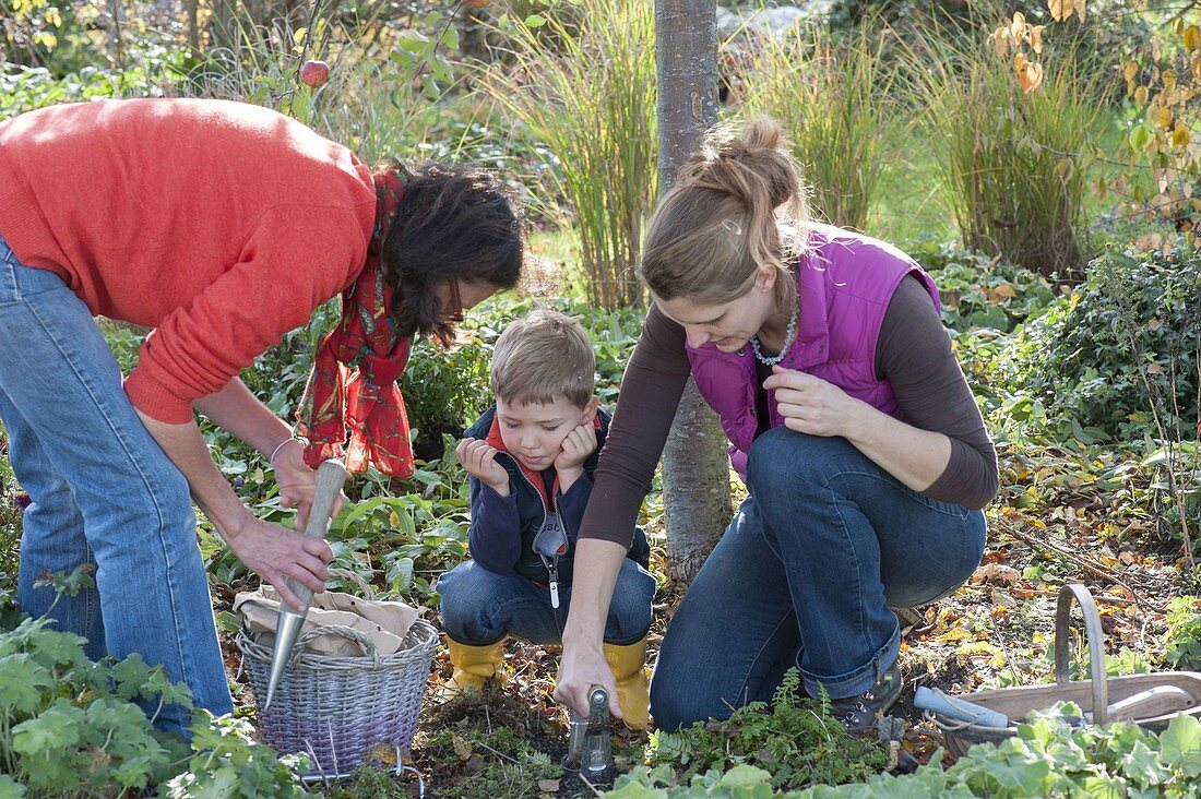 Put flower bulbs between perennials in autumn