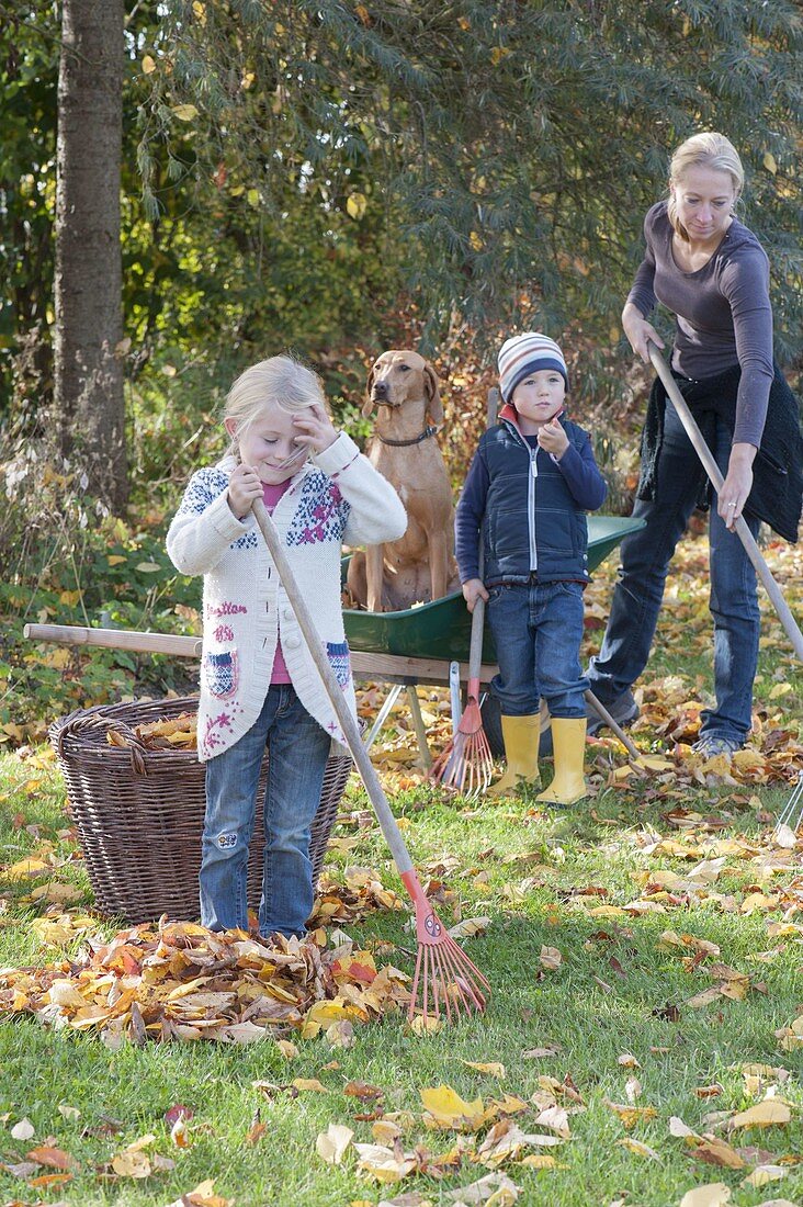 Leaf raking with children and dog