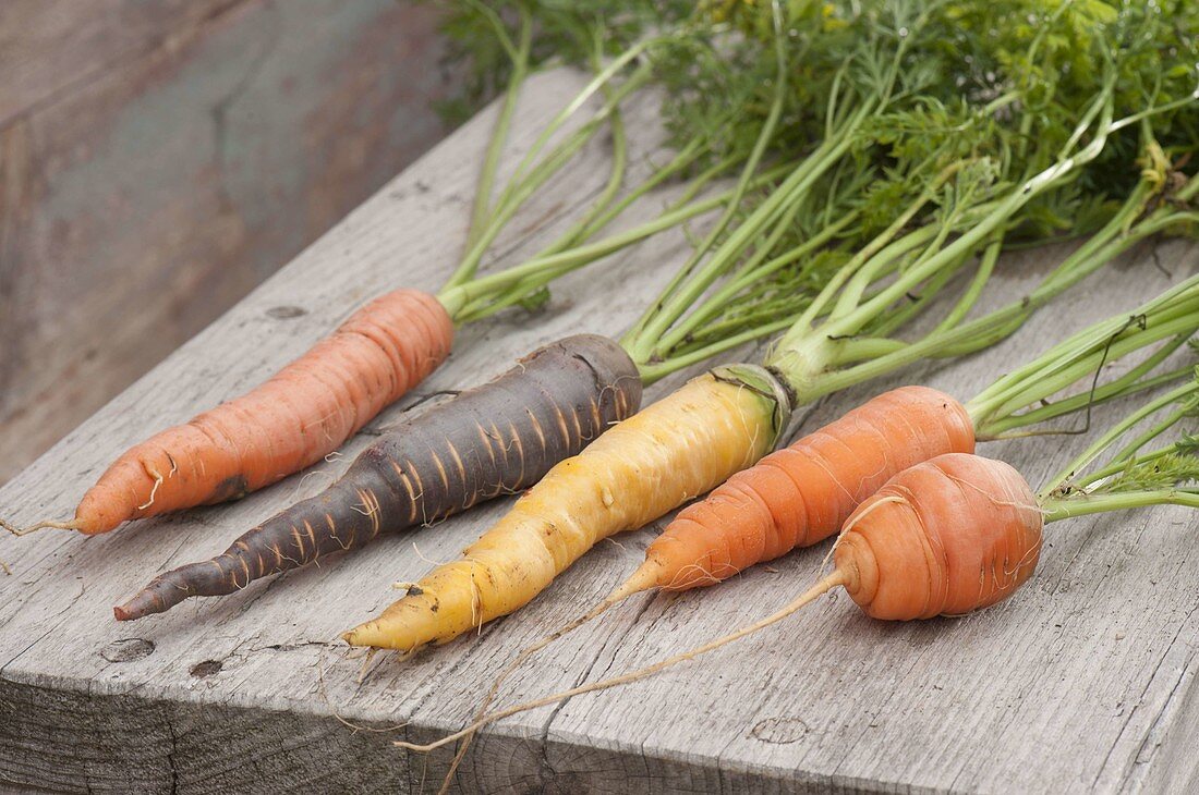 Tableau with carrot-carrot varieties