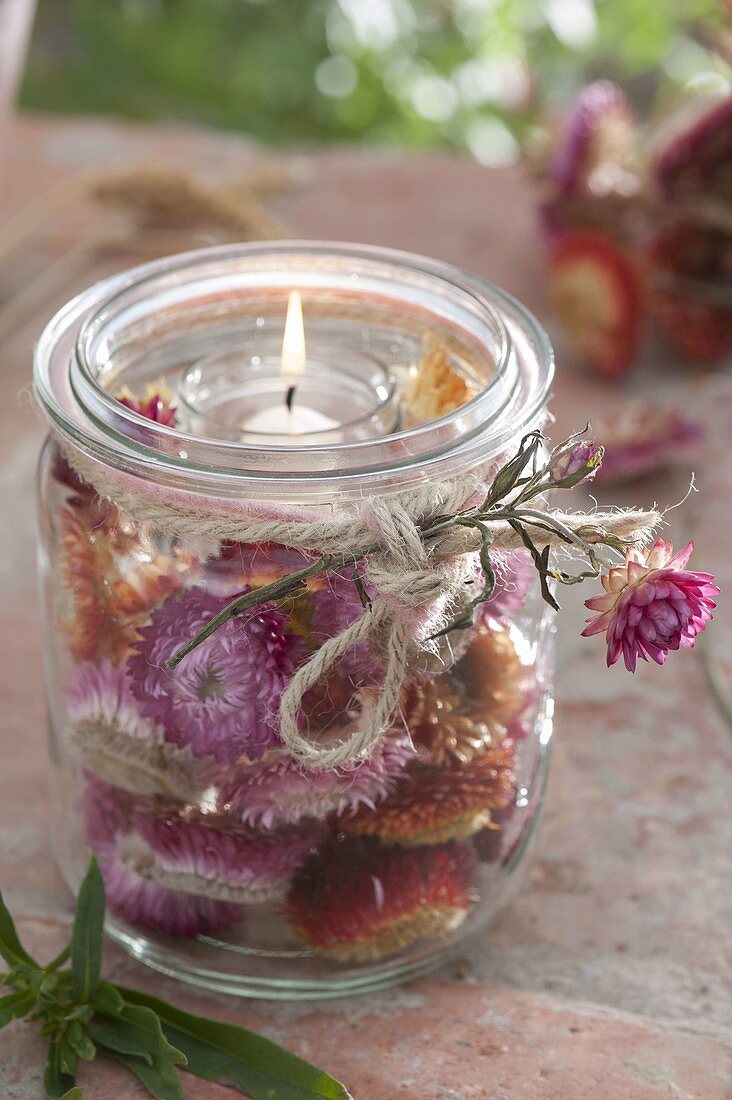 Lantern with flowers of Xerochrysum bracteatum syn Helichrysum