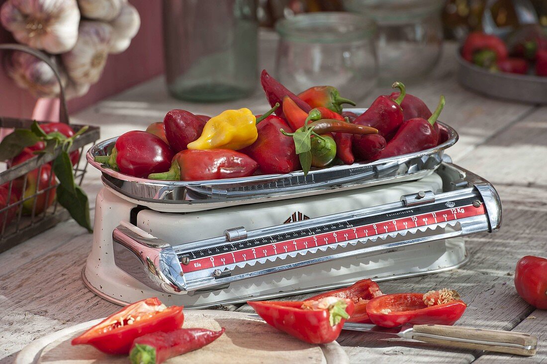 Freshly harvested peppers (Capsicum) on grandma's old kitchen scales