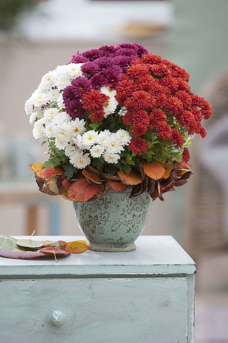 Tricolour bouquet of Chrysanthemum (autumn chrysanthemum) with wreath