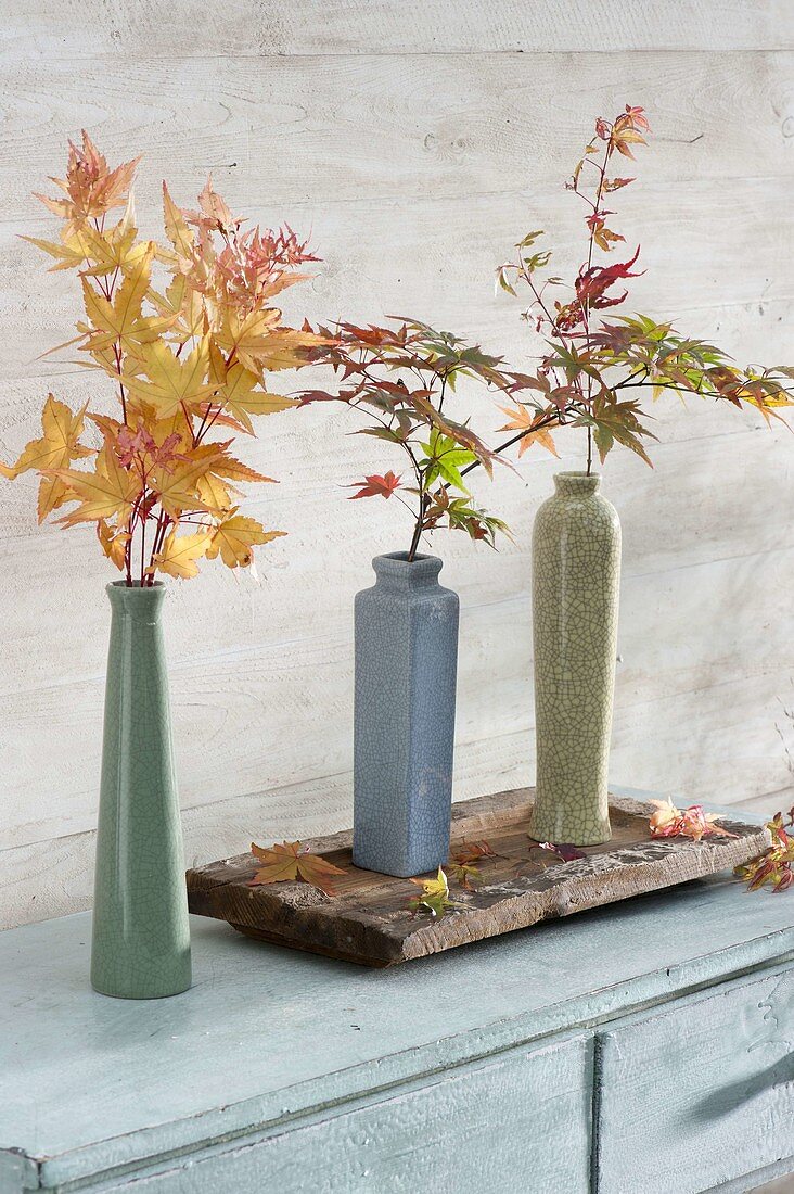 Slender vases with branches of Japanese fan maple