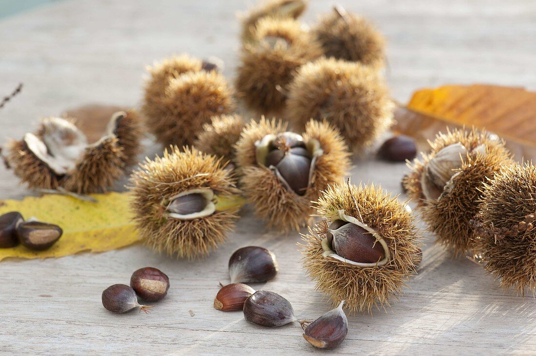 Chestnuts, sweet chestnuts (Castanea sativa)