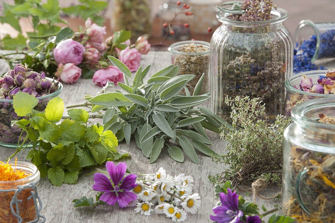 Fresh and dried herbs for tea