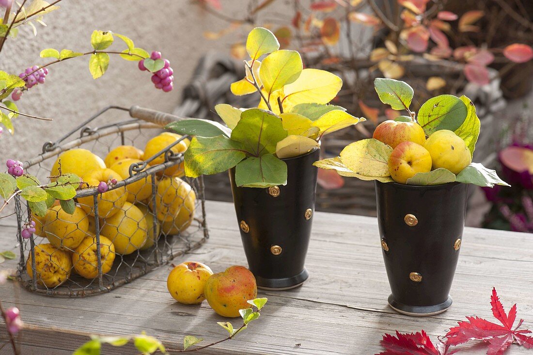 Ornamental quince (Chaenomeles) with branches of quince (Cydonia) in hand-potted vases