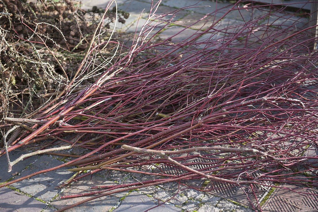 Branches of Cornus (dogwood) the floristry