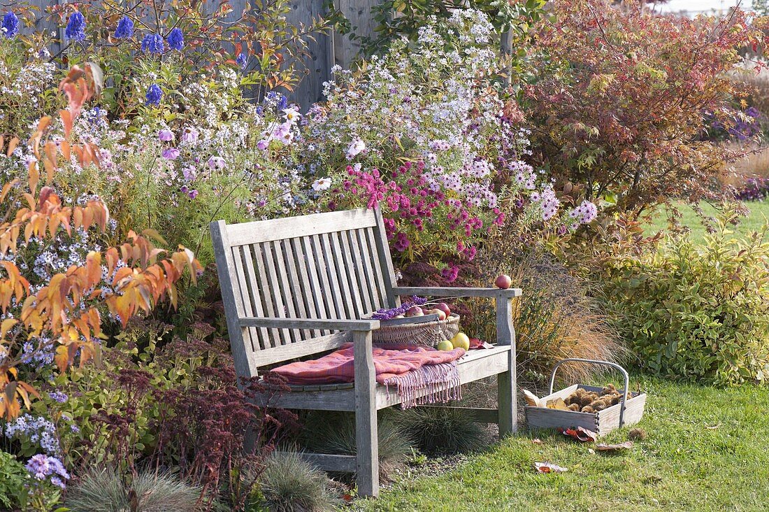 Bench in autumn border with aster, cosmos (ornamental basket)