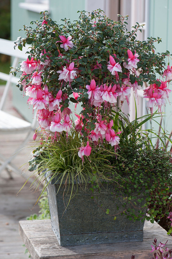 Fuchsia 'El Camino' (Fuchsia) as stems, underplanted with Carex