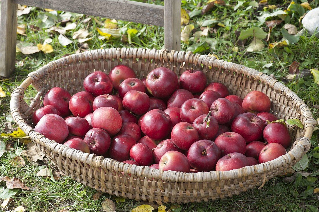 Basket with freshly picked apples, variety 'Berner Rosenapfel' (Malus)