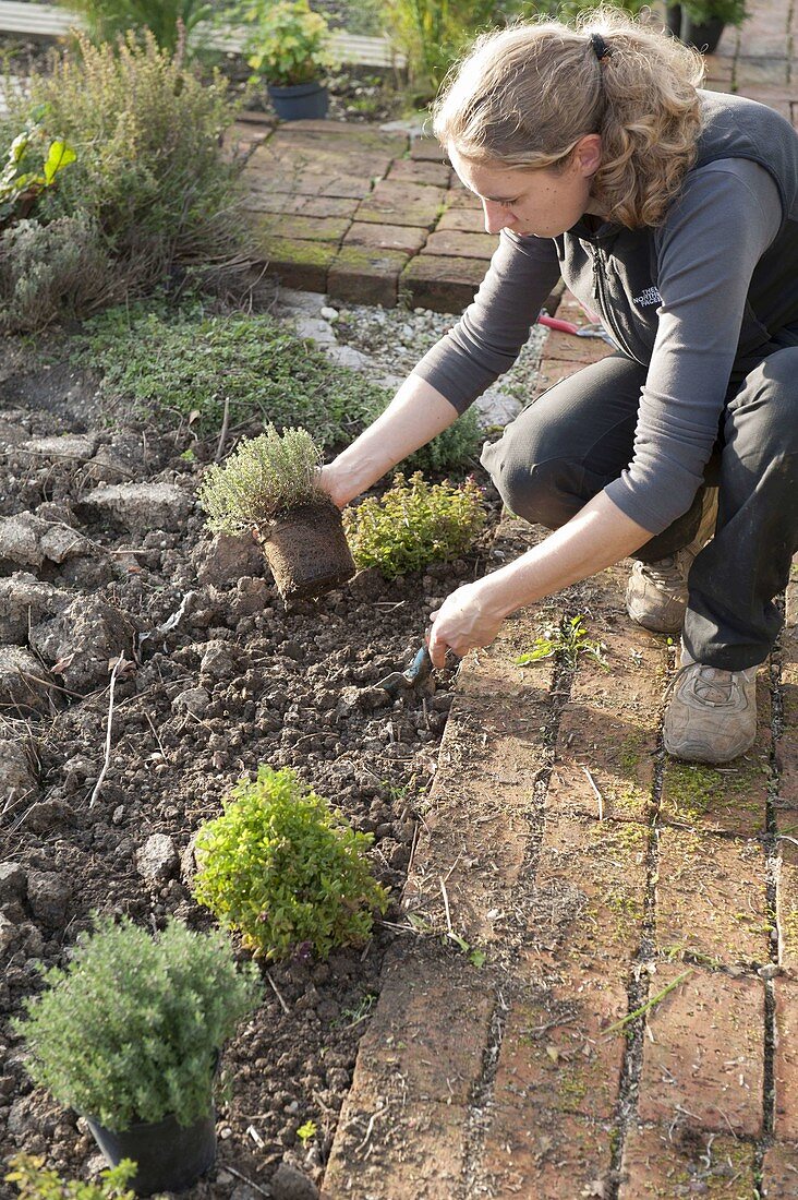 Woman planting a border of thyme (Thymus) and oregano