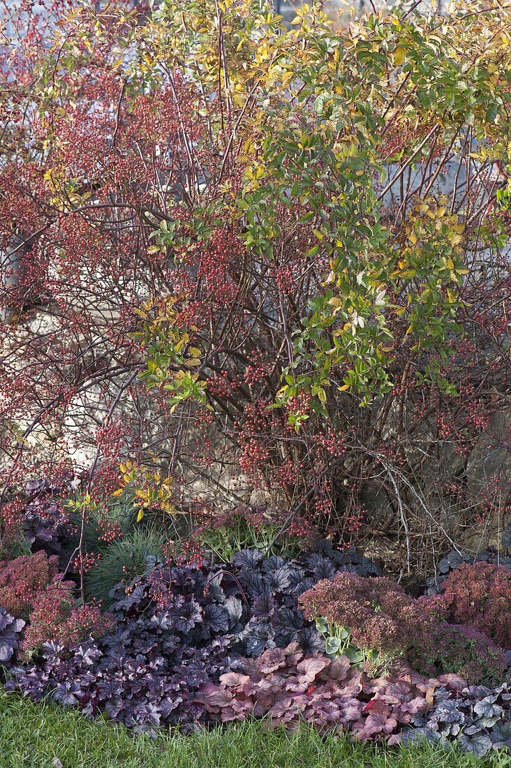 Rosa multiflora (multiflora rose) in autumn with mini rose hips