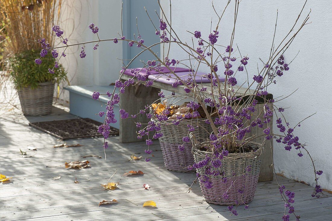 Callicarpa bodinieri 'Profusion' with violet berries