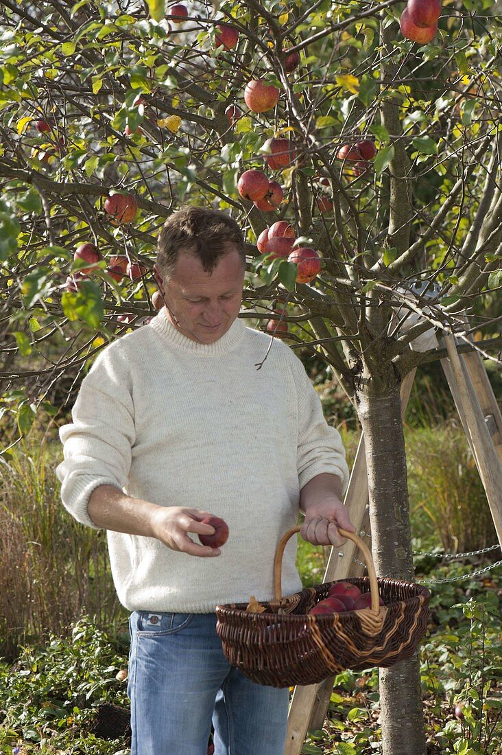 Man harvesting apples