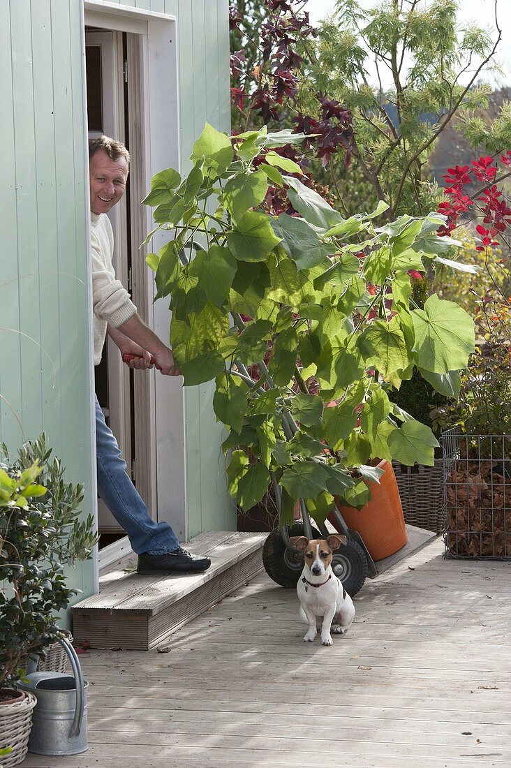 Man transports Sparmannia africana (indoor linden) to summer quarters