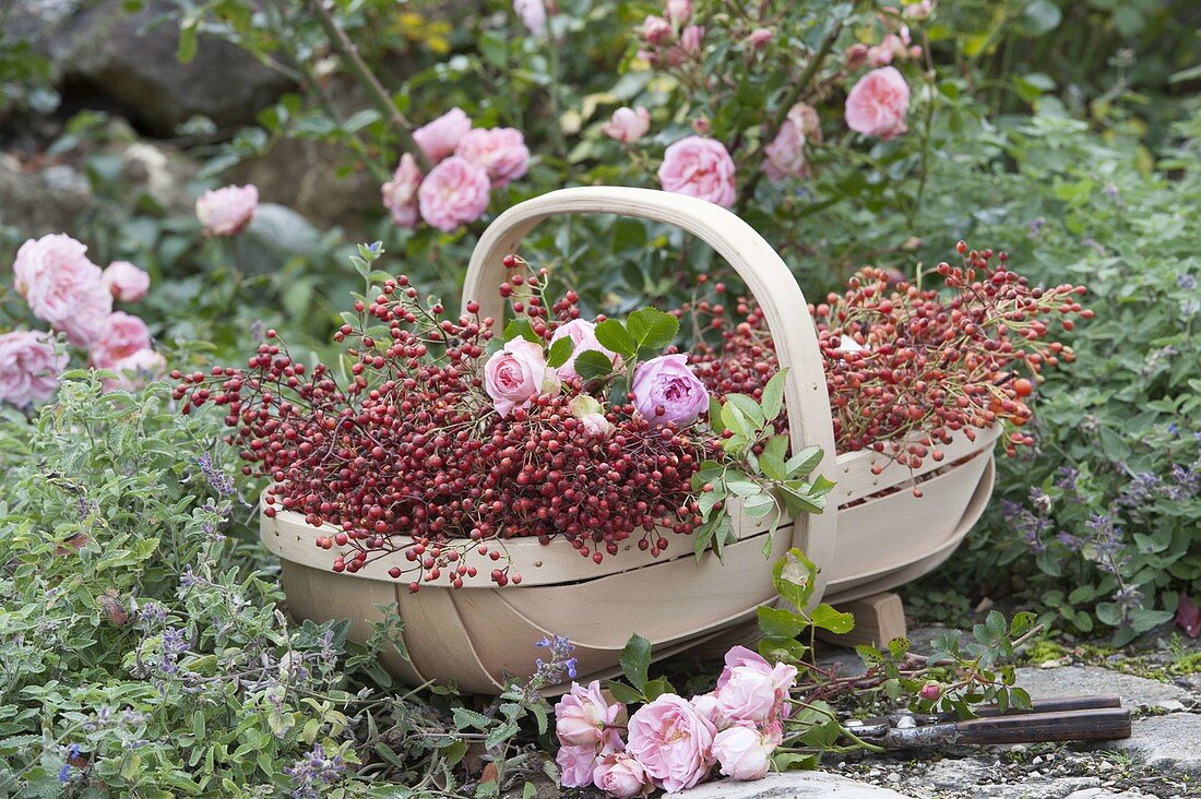 Basket with freshly cut Rosa (roses) and rose hips, Nepeta