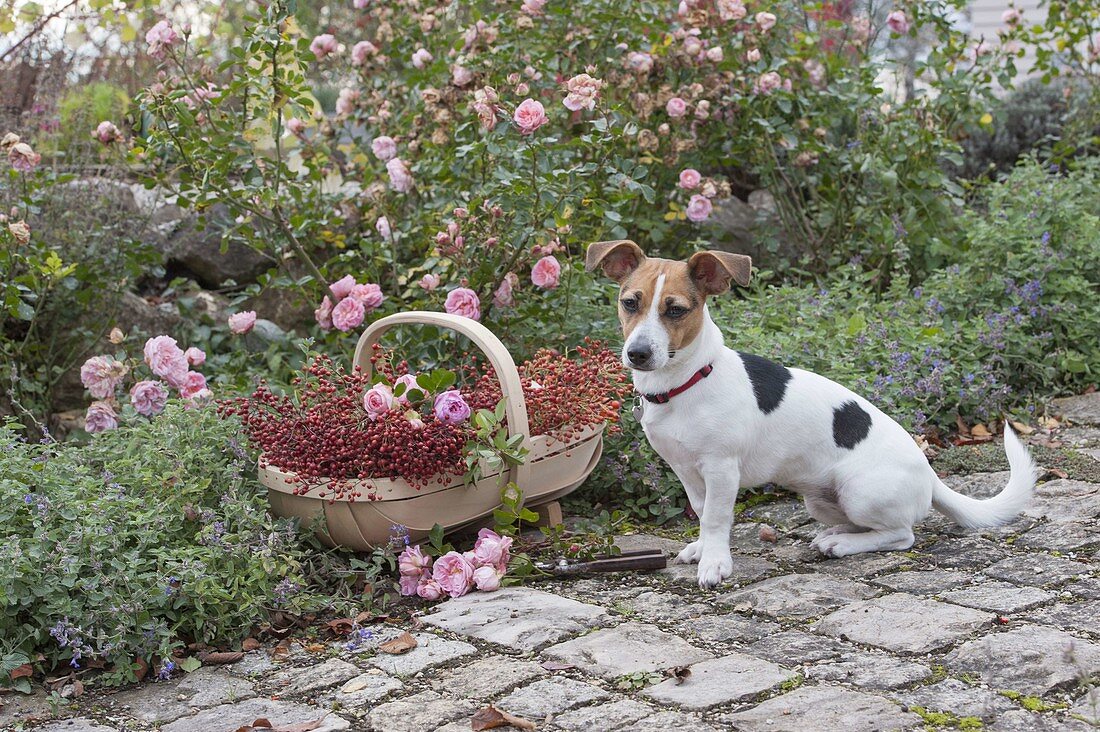 Dog Zula sitting next to basket with freshly cut Rosa (roses)