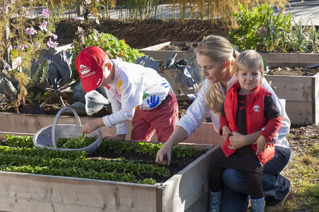 Harvesting lamb's lettuce in a raised bed