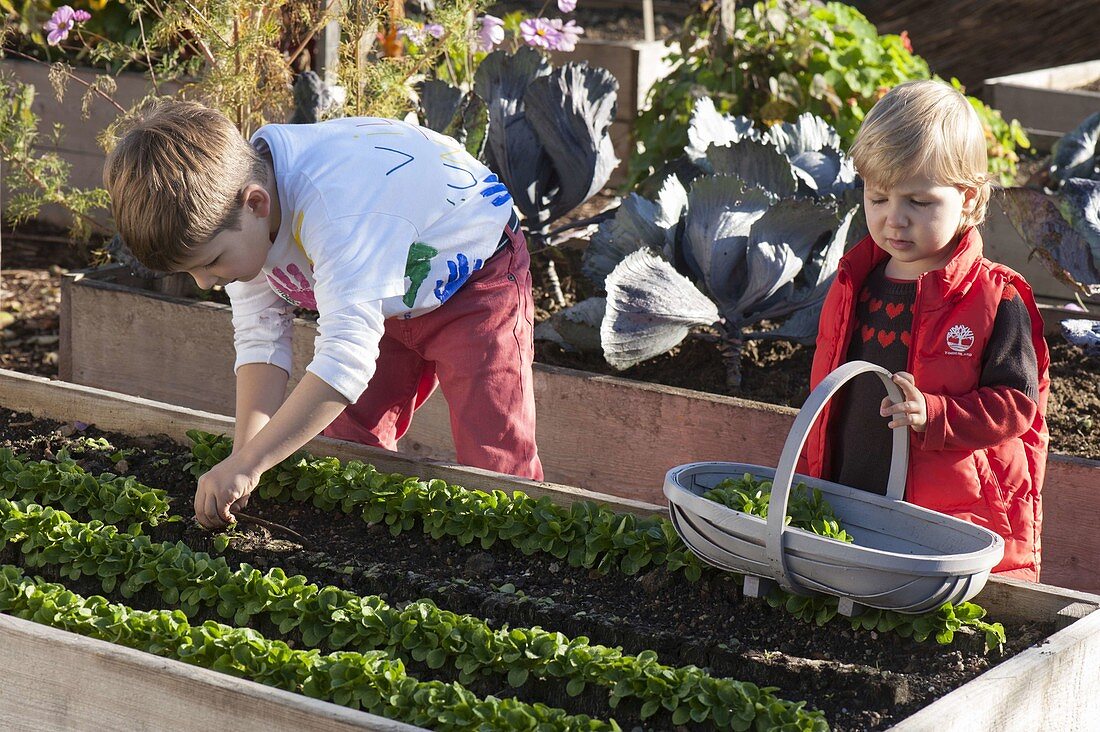 Harvesting lamb's lettuce in a raised bed