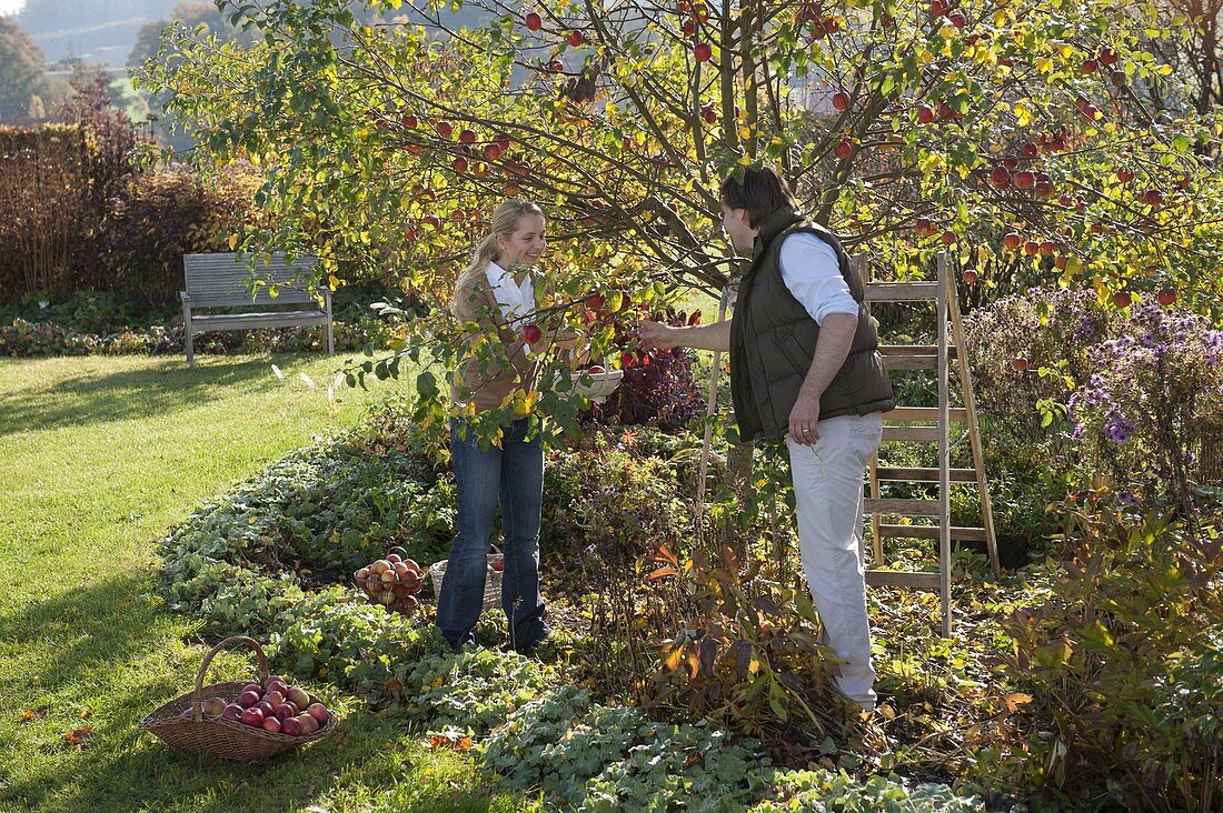 Family picking apples