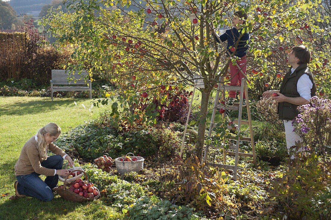 Family picking apples