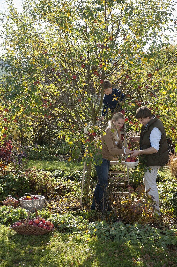 Family harvesting apples