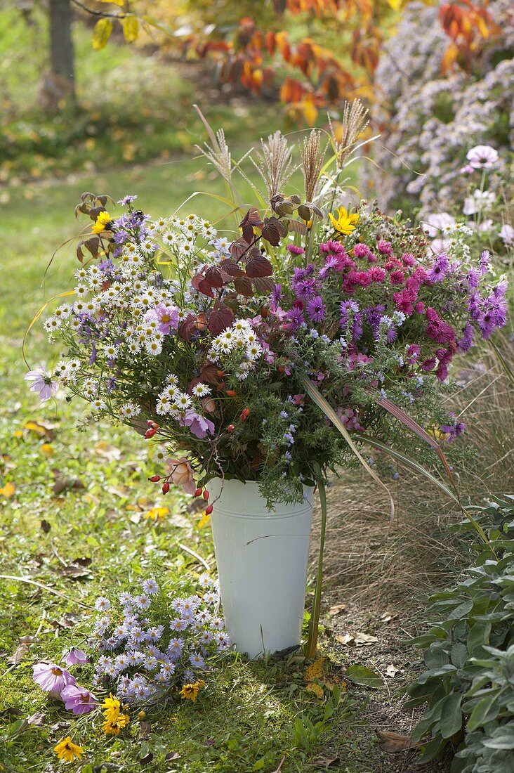 Autumn bouquet of aster (autumn asters), miscanthus (Chinese reed)