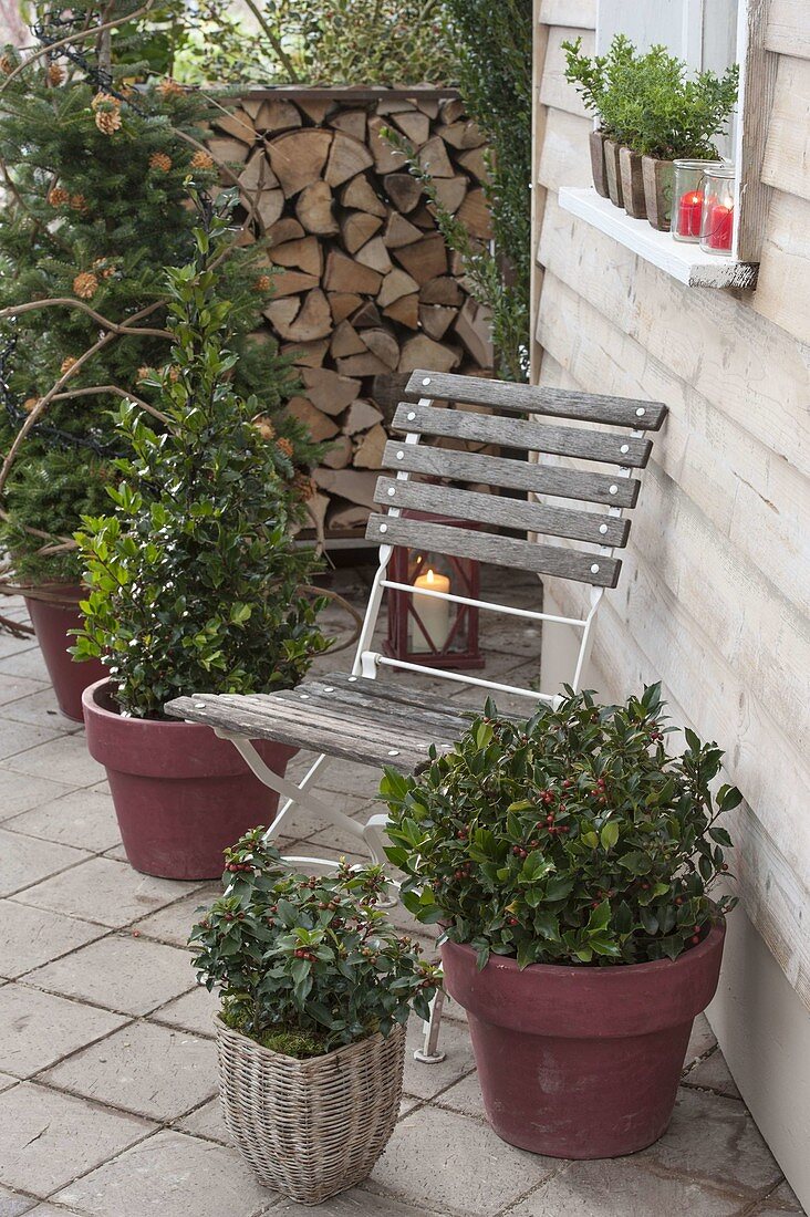 Terrasse mit Ilex meservea 'Blue Maid' (Stechpalme), Ilex dimorphophylla