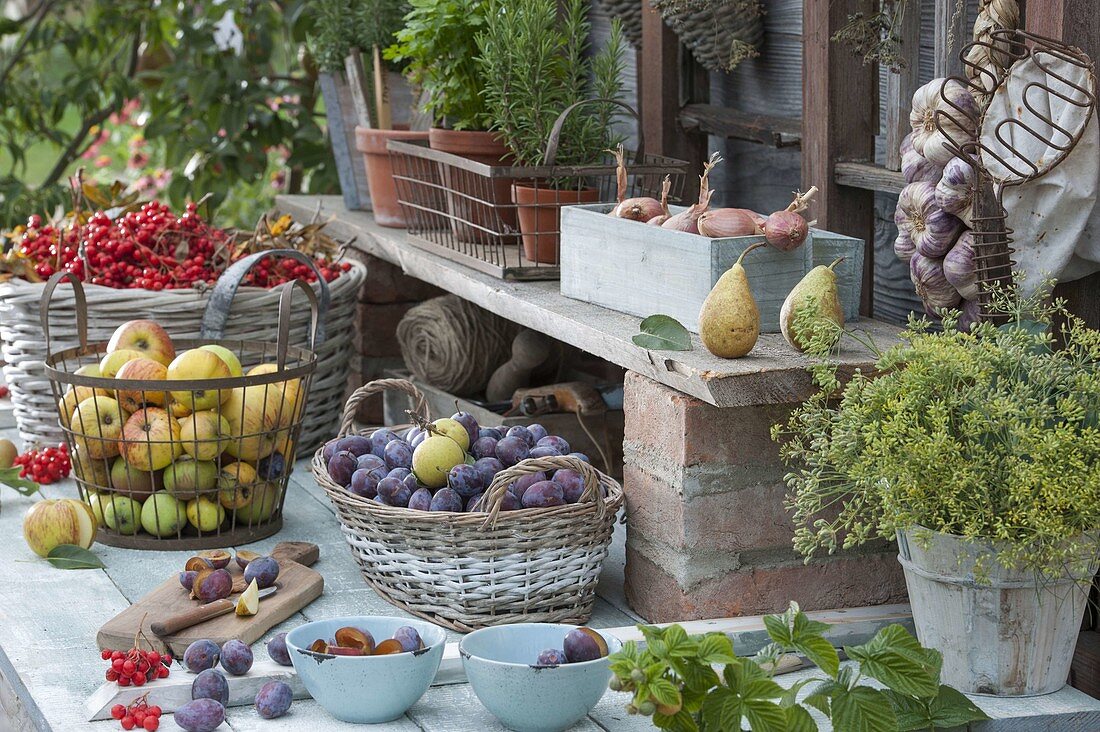 Freshly harvested plums (Prunus domestica), apples (Malus)