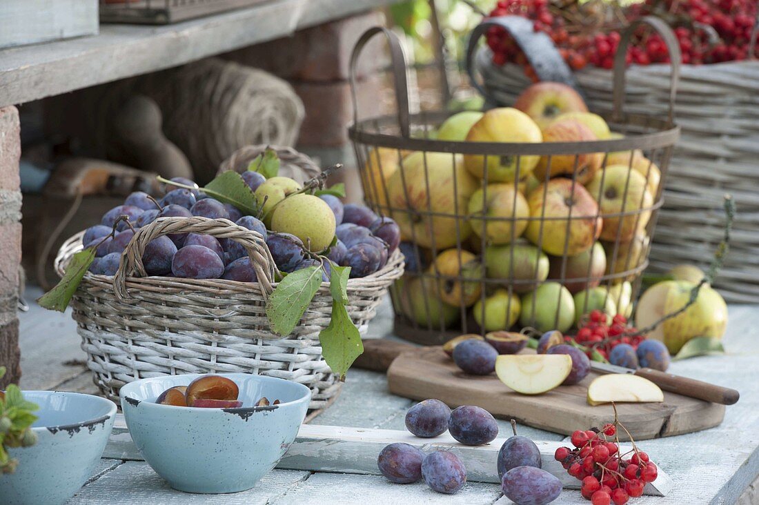 Freshly harvested plums (Prunus domestica) and apples (Malus)