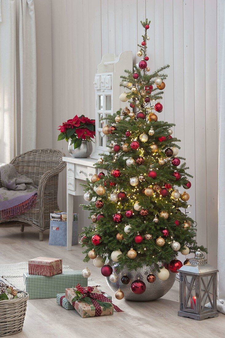 Koreatanne als lebendiger Weihnachtsbaum im Zimmer