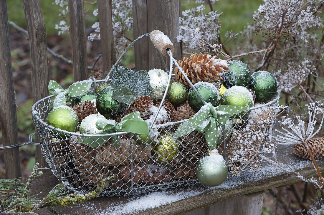 Wire basket with Picea (spruce) and Pinus (pine) cones