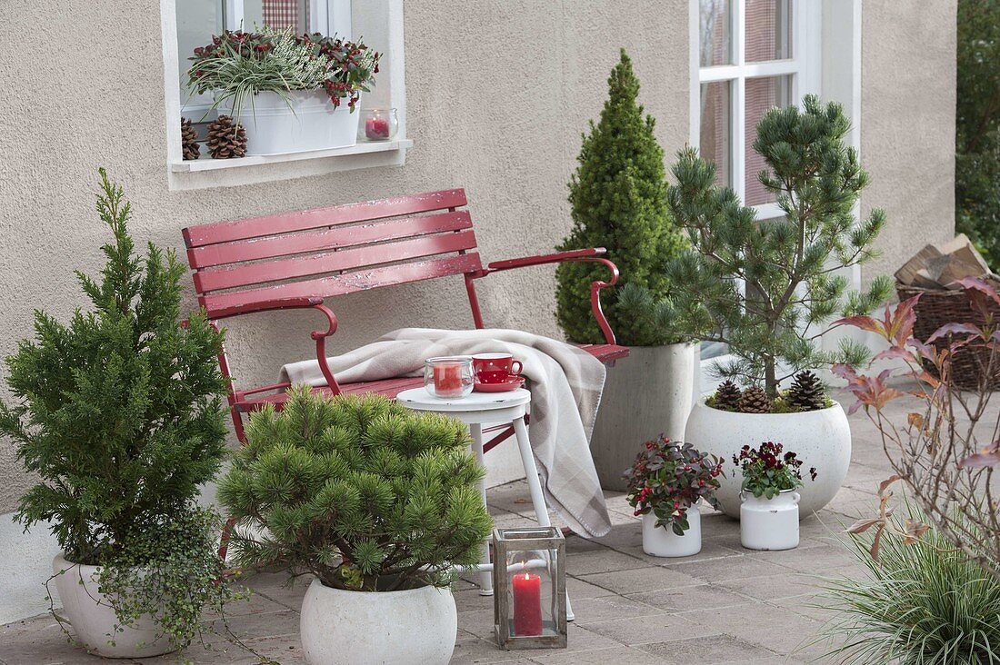 Autumn terrace with conifers